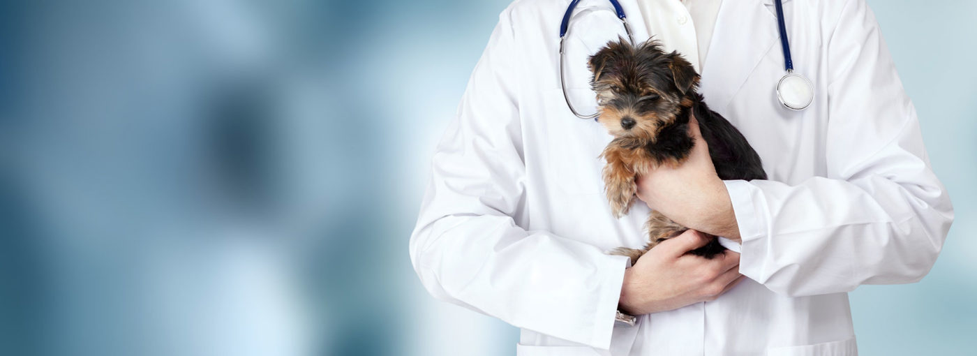 PURE - Pet Urgent Response and Emergency Services - After Hours Urgent Care Clinic for Pets Jacksonville FL