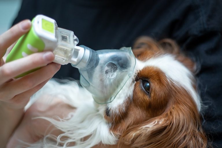 Respiratory Distress and Oxygen Therapy - PURE - Pet Urgent Response and Emergency | After Hours Urgent Care Clinic for Pets | Jacksonville FL