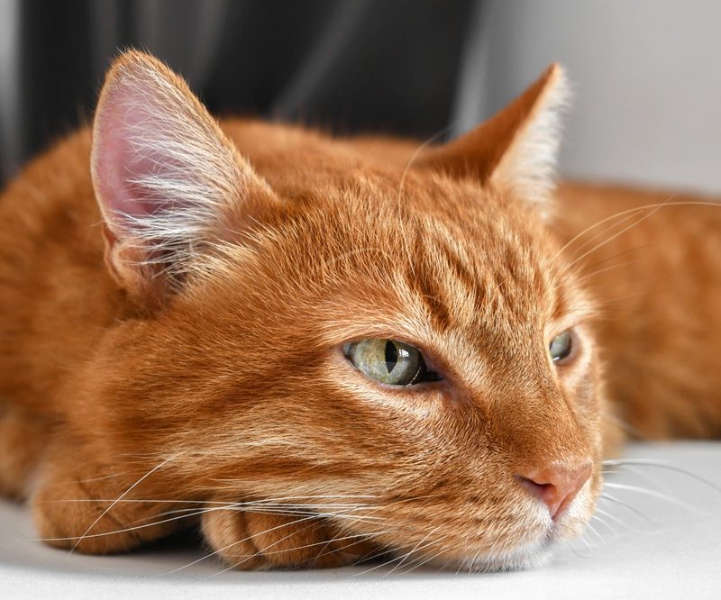 Orange tabby cat lying down and appearing unwell, representing signs that may require urgent veterinary care for pets - Dog Emergencies