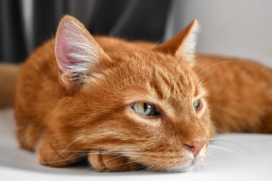 Orange tabby cat lying down and appearing unwell, representing signs that may require urgent veterinary care for pets - Dog Emergencies