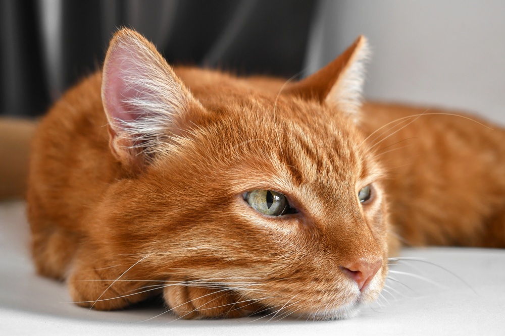 Orange tabby cat lying down and appearing unwell, representing signs that may require urgent veterinary care for pets - Dog Emergencies
