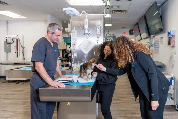 doctor & assistants w dog 36