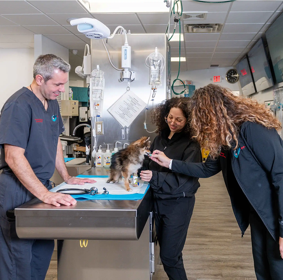 Three veterinary professionals providing care to a small dog on an exam table inside a modern treatment room – pet urgent response and emergency