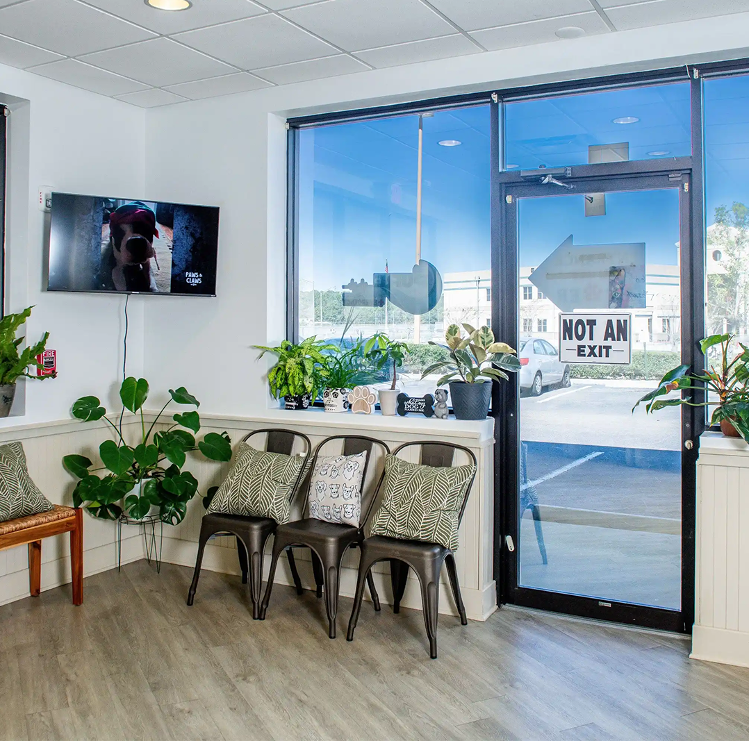 Bright veterinary clinic waiting area with chairs, plants, and a TV, providing a calm environment for pet urgent response and emergency needs – pet urgent response and emergency